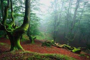 landscape, Nature, Forest, Mist, Sunrise, Leaves, Moss, Trees, Spain, Green