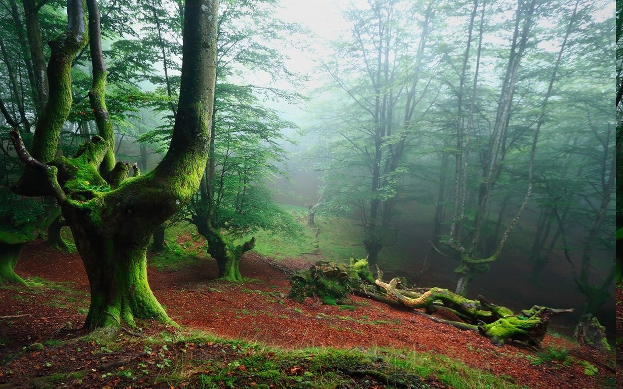 landscape, Nature, Forest, Mist, Sunrise, Leaves, Moss, Trees, Spain, Green Wallpaper