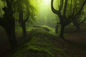 landscape, Mist, Forest, Green, Moss, Spain, Trees, Atmosphere, Path, Nature, Europe, Sunlight