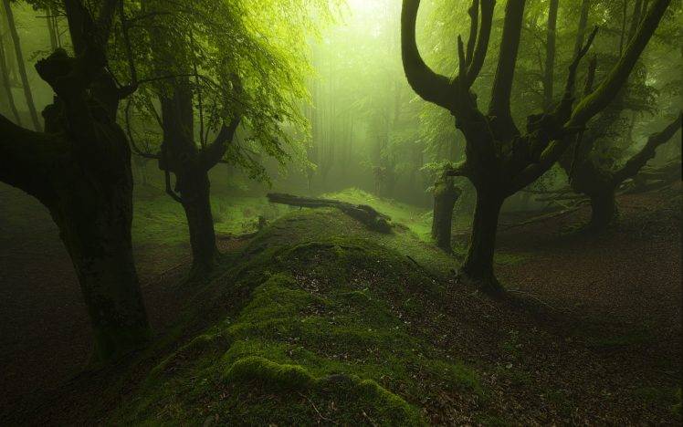 landscape, Mist, Forest, Green, Moss, Spain, Trees, Atmosphere, Path, Nature, Europe, Sunlight HD Wallpaper Desktop Background