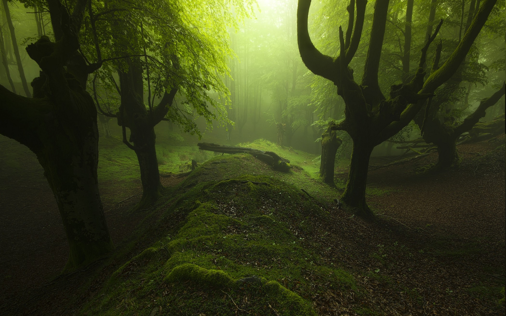 landscape, Mist, Forest, Green, Moss, Spain, Trees, Atmosphere, Path, Nature, Europe, Sunlight Wallpaper