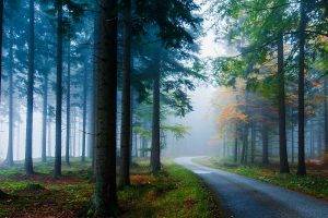 landscape, Nature, Mist, Road, Forest, Grass, Trees, Sunlight, Morning, Pine Trees, Fall