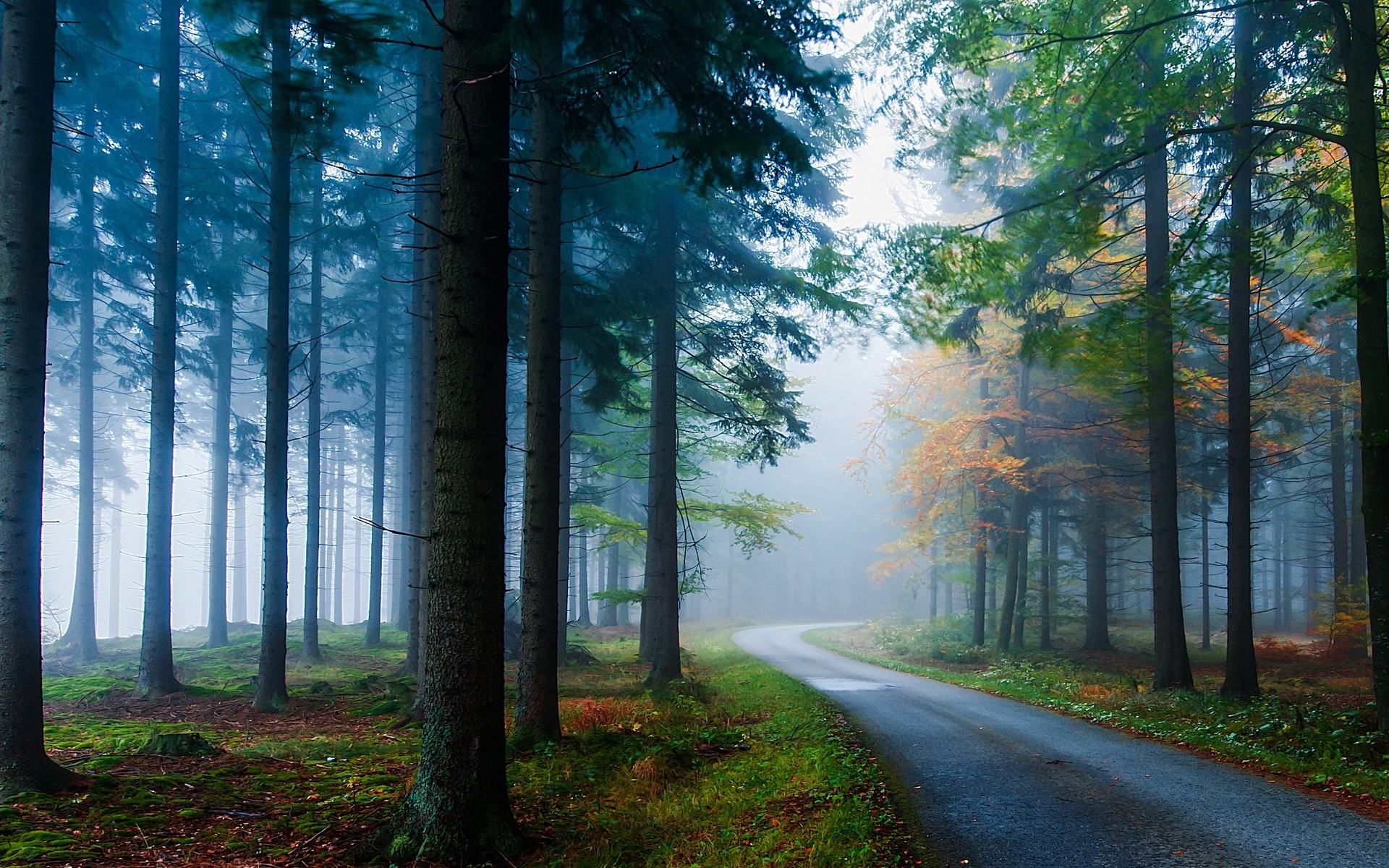 landscape, Nature, Mist, Road, Forest, Grass, Trees, Sunlight, Morning, Pine Trees, Fall Wallpaper