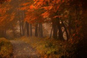 path, Mist, Fall, Nature, Forest, Leaves, Landscape, Morning, Shrubs, Atmosphere