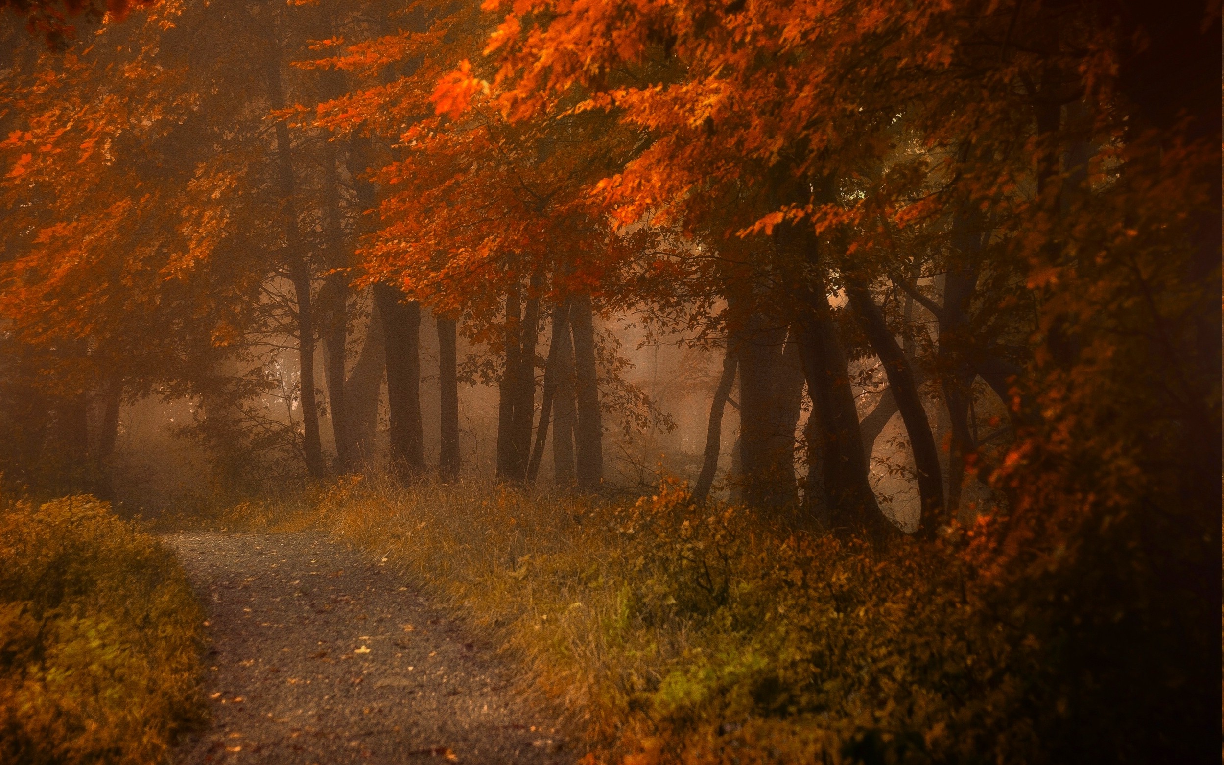 path, Mist, Fall, Nature, Forest, Leaves, Landscape, Morning, Shrubs, Atmosphere Wallpaper