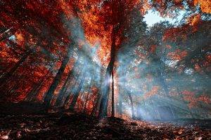 nature, Mist, Landscape, Leaves, Forest, Sun Rays, Fall, Trees, Red, Blue, Turkey