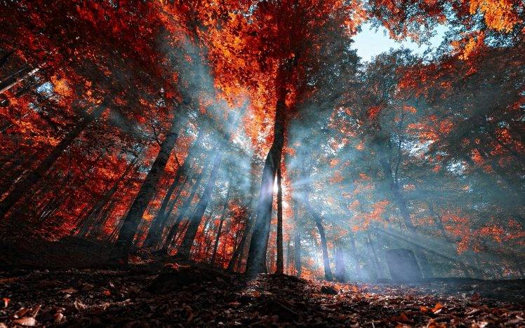 nature, Mist, Landscape, Leaves, Forest, Sun Rays, Fall, Trees, Red, Blue, Turkey HD Wallpaper Desktop Background