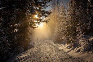 forest, Winter, Snow, Sunrise, Walking, Mist, Nature, Landscape, Austria, Trees, Sunlight, Cold, Path