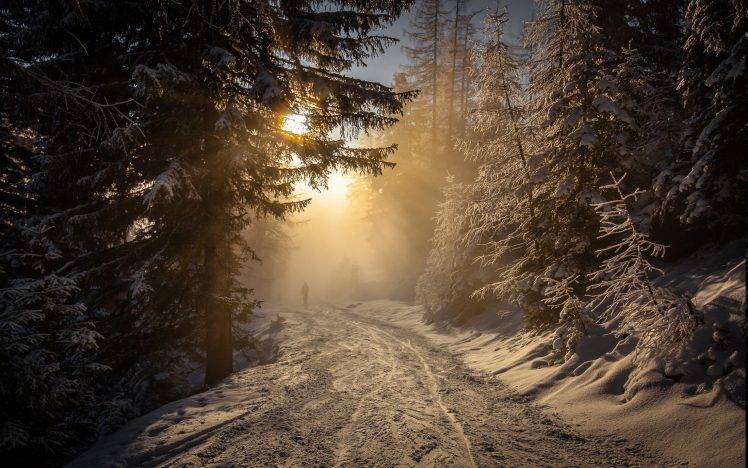 forest, Winter, Snow, Sunrise, Walking, Mist, Nature, Landscape, Austria, Trees, Sunlight, Cold, Path HD Wallpaper Desktop Background