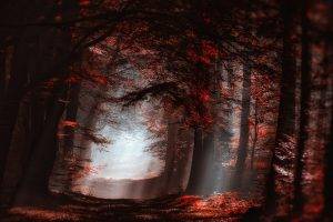 landscape, Nature, Atmosphere, Forest, Mist, Sun Rays, Path, Trees, Fall, Sunlight, Leaves, Red, Shadow