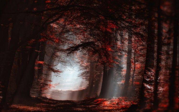 landscape, Nature, Atmosphere, Forest, Mist, Sun Rays, Path, Trees, Fall, Sunlight, Leaves, Red, Shadow HD Wallpaper Desktop Background
