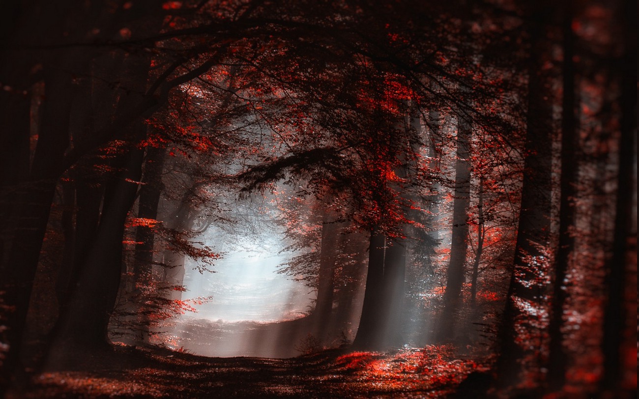 landscape, Nature, Atmosphere, Forest, Mist, Sun Rays, Path, Trees, Fall, Sunlight, Leaves, Red, Shadow Wallpaper