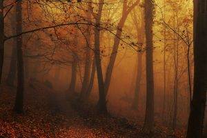 landscape, Nature, Forest, Mist, Fall, Leaves, Path, Trees, Atmosphere, Morning, Sunrise, Sunlight, Hill, Amber