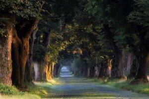 nature, Landscape, Sunrise, Trees, Tunnel, Grass, Road, Spring, Germany