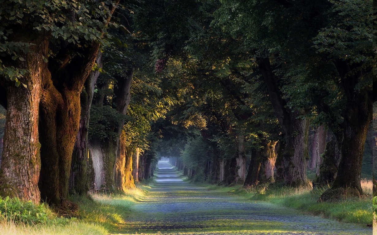 nature, Landscape, Sunrise, Trees, Tunnel, Grass, Road, Spring, Germany Wallpaper