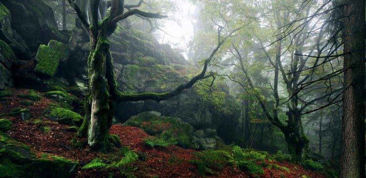 nature, Landscape, Forest, Sunrise, Mist, Hill, Trees, Moss, Ferns, Green, Leaves HD Wallpaper Desktop Background