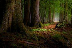 nature, Landscape, Moss, Forest, Path, Leaves, Roots, Mist, Sunlight, Trees