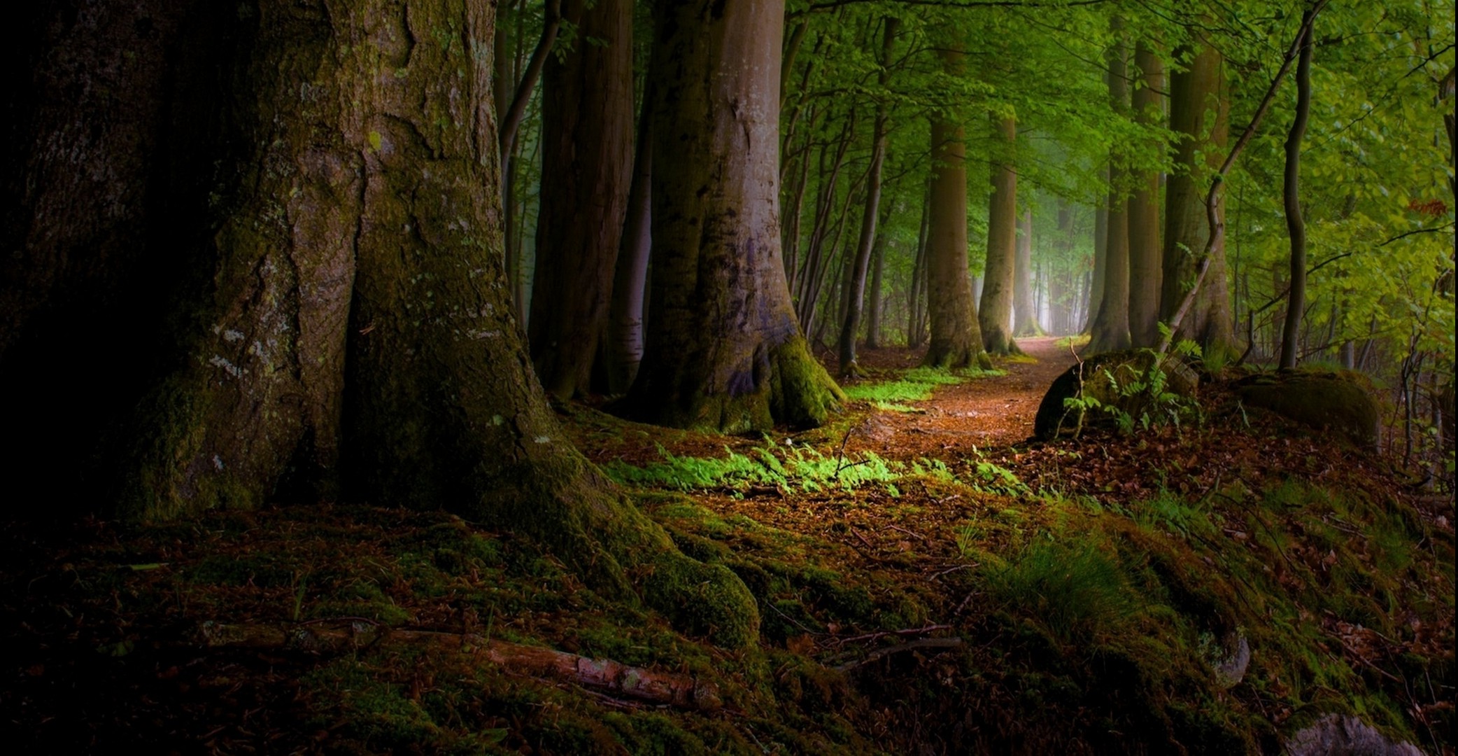 nature, Landscape, Moss, Forest, Path, Leaves, Roots, Mist, Sunlight, Trees Wallpaper