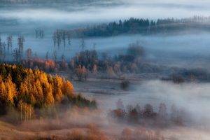 nature, Landscape, Mist, Forest, Sunrise, Fall, Trees