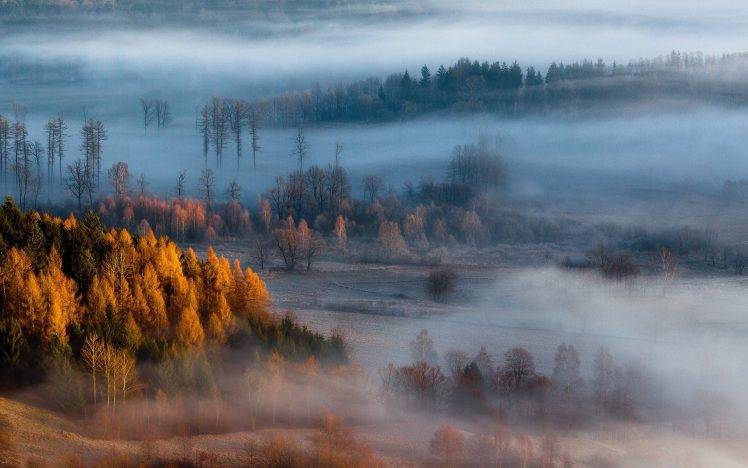 nature, Landscape, Mist, Forest, Sunrise, Fall, Trees HD Wallpaper Desktop Background