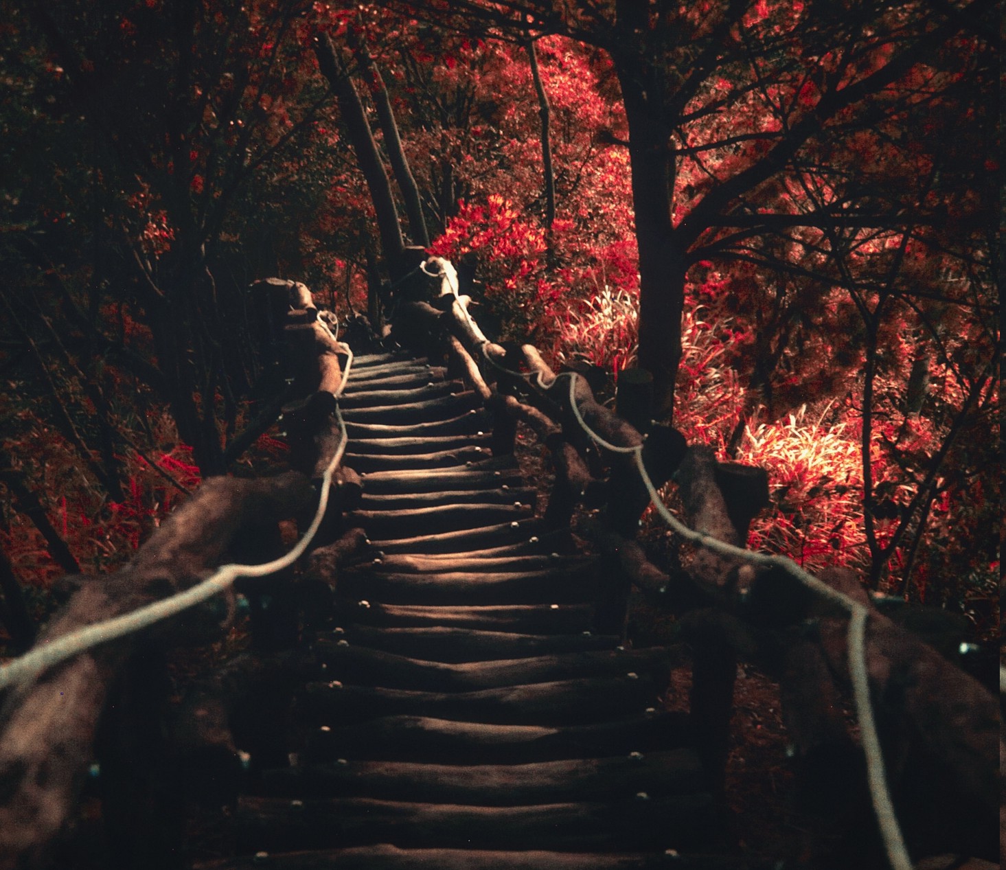 nature, Landscape, Dark, Path, Trees, Sunlight, Fall, Shrubs, Red Wallpapers  HD / Desktop and Mobile Backgrounds