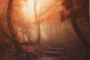 nature, Landscape, Forest, Path, Mist, Trees, Sunlight, Leaves, Stairs, Atmosphere, Fall
