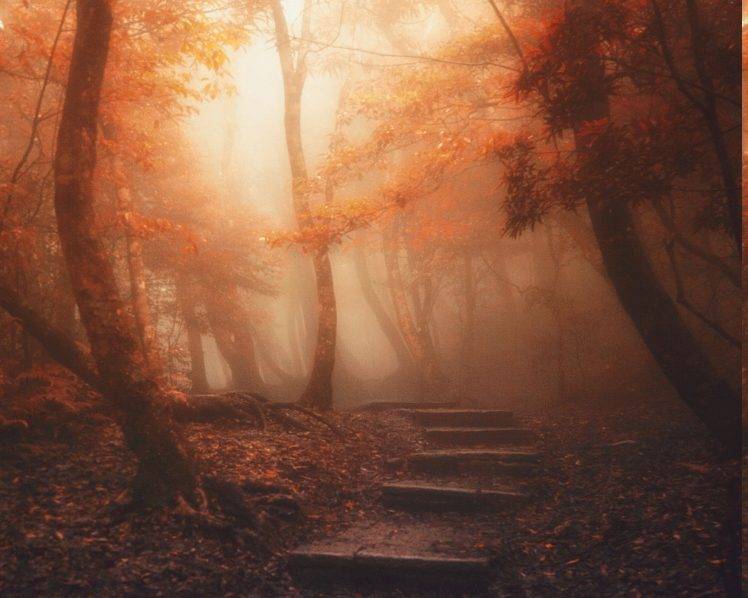 nature, Landscape, Forest, Path, Mist, Trees, Sunlight, Leaves, Stairs, Atmosphere, Fall HD Wallpaper Desktop Background