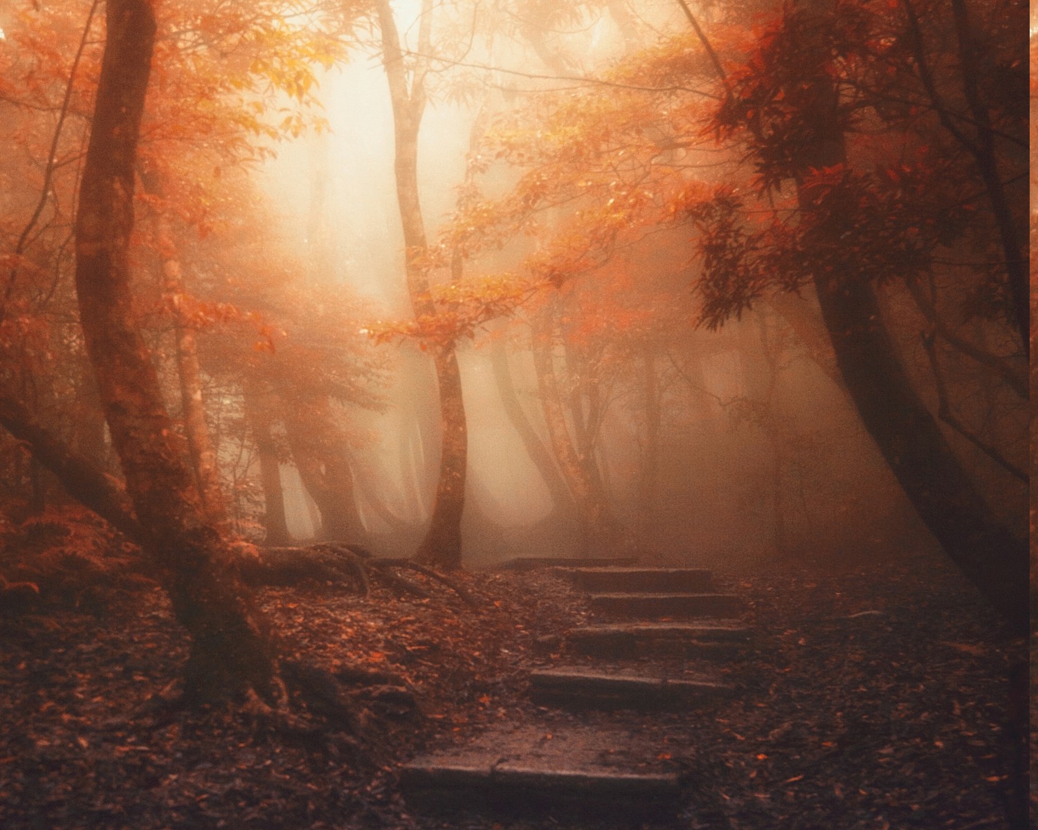nature, Landscape, Forest, Path, Mist, Trees, Sunlight, Leaves, Stairs, Atmosphere, Fall Wallpaper