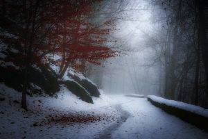 nature, Landscape, Winter, Snow, Trees, Leaves, Path, Mist, France, Cold, Hill, White, Red