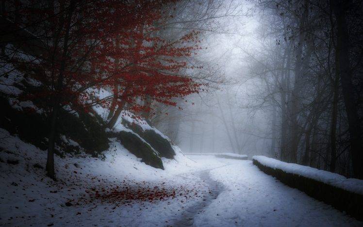nature, Landscape, Winter, Snow, Trees, Leaves, Path, Mist, France, Cold, Hill, White, Red HD Wallpaper Desktop Background