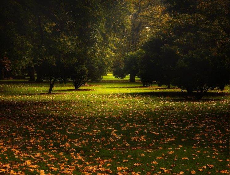 nature, Landscape, Park, Leaves, Trees, Fall, Grass, Australia, Calm, Green HD Wallpaper Desktop Background