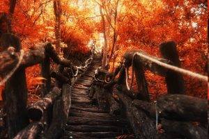 nature, Landscape, Path, Walkway, Trees, Fall, Sunlight, Red