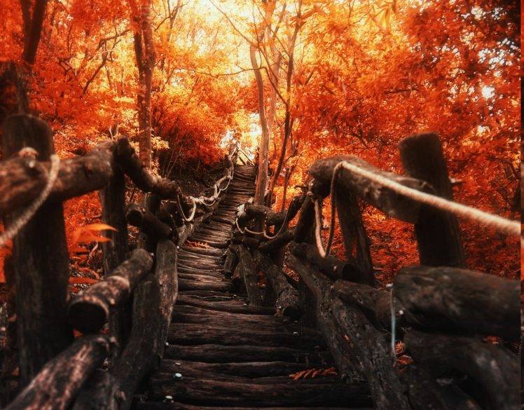 nature, Landscape, Path, Walkway, Trees, Fall, Sunlight, Red HD Wallpaper Desktop Background