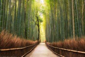 landscape, Nature, Path, Bamboo, Trees, Forest