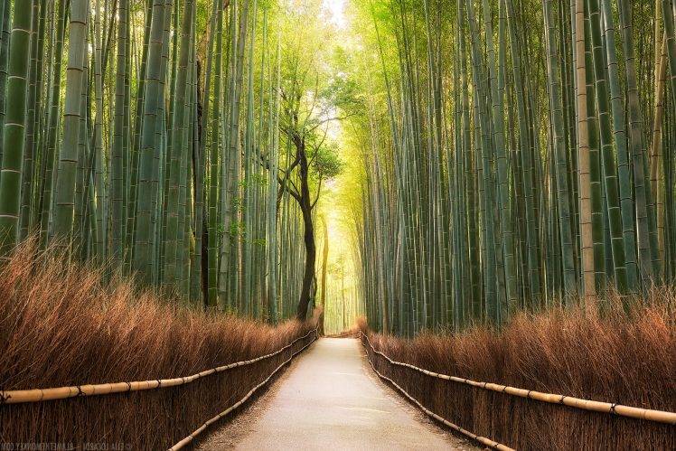 landscape, Nature, Path, Bamboo, Trees, Forest HD Wallpaper Desktop Background