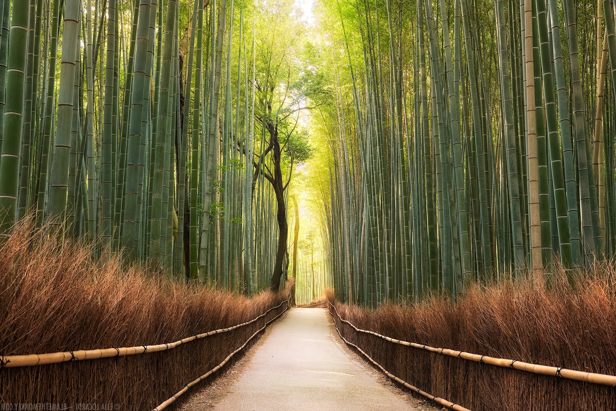 landscape, Nature, Path, Bamboo, Trees, Forest Wallpaper