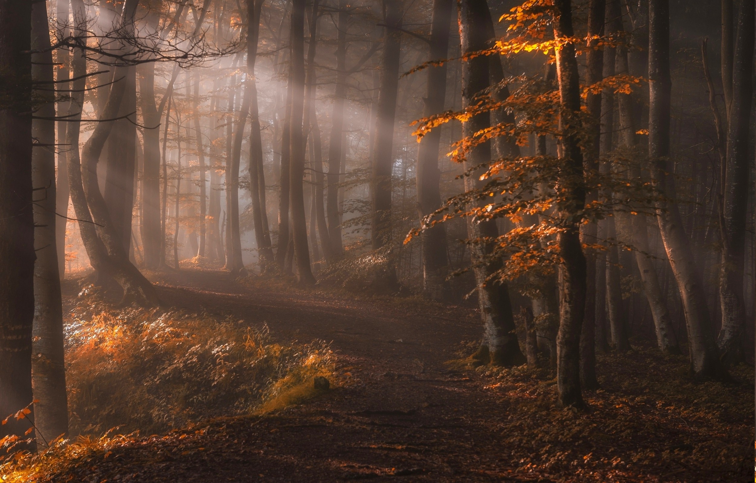 nature, Landscape, Sun Rays, Forest, Path, Leaves, Trees, Fall, Mist, Sunlight Wallpaper