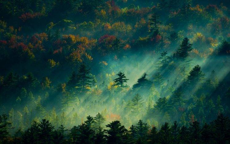 nature, Landscape, Sunrise, Forest, Mist, England, Trees, Fall, Sunbeams HD Wallpaper Desktop Background