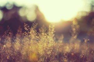 blurred, Plants, Landscape, Nature, Sunlight