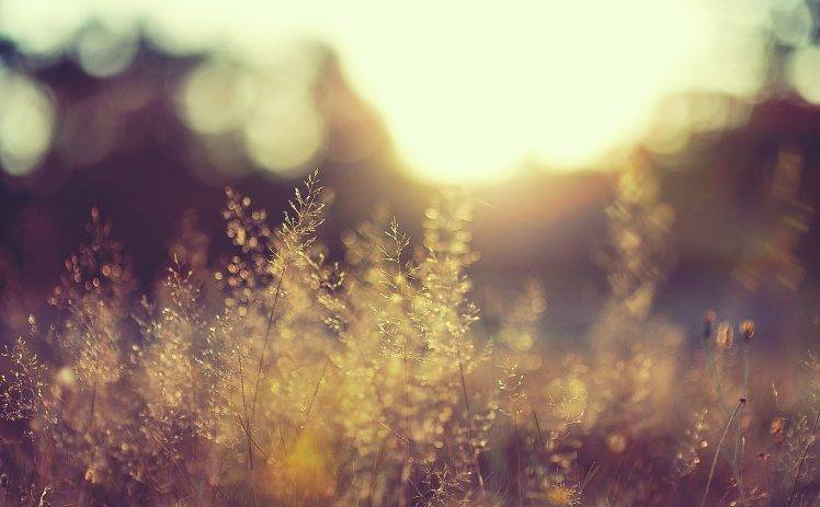 blurred, Plants, Landscape, Nature, Sunlight HD Wallpaper Desktop Background