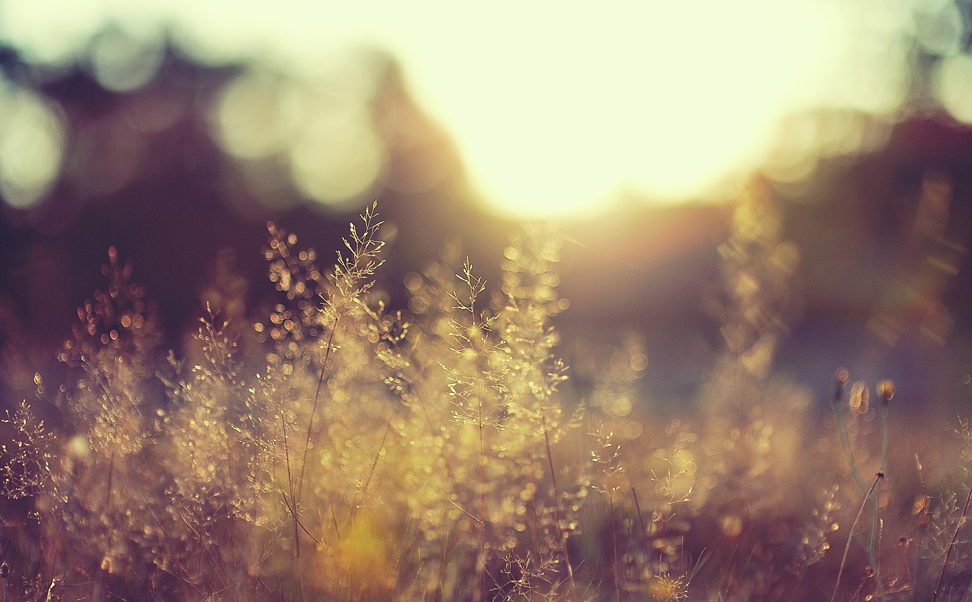 blurred, Plants, Landscape, Nature, Sunlight Wallpapers HD / Desktop ...