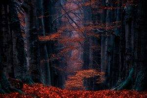 Netherlands, Forest, Leaves, Path, Landscape, Nature, Fall, Trees