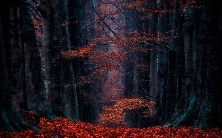 Netherlands, Forest, Leaves, Path, Landscape, Nature, Fall, Trees HD Wallpaper Desktop Background