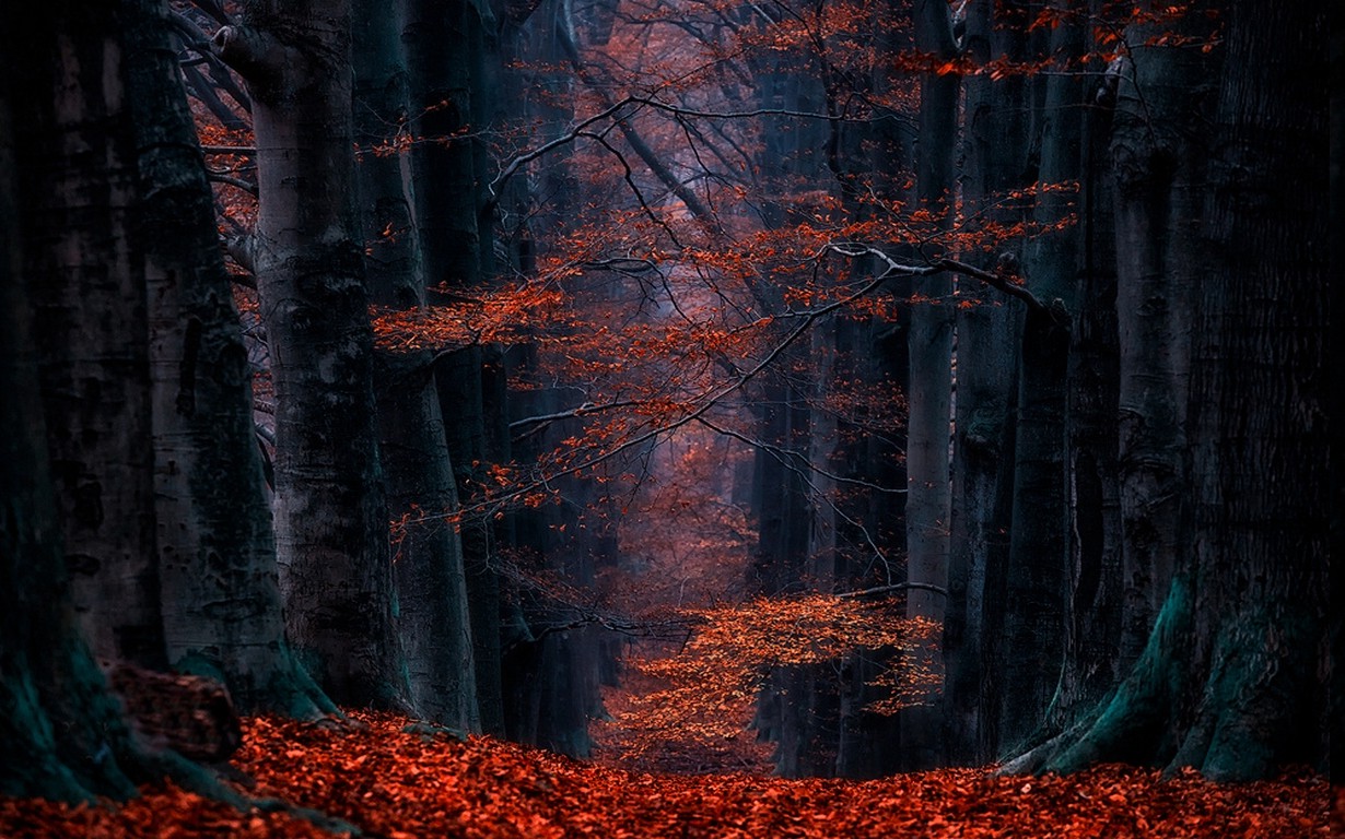 Netherlands, Forest, Leaves, Path, Landscape, Nature, Fall, Trees Wallpaper