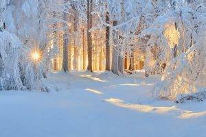 sunrise, Winter, Nature, Forest, Snow, Landscape, Trees, Sun Rays, White, Cold, Sunlight, Frost