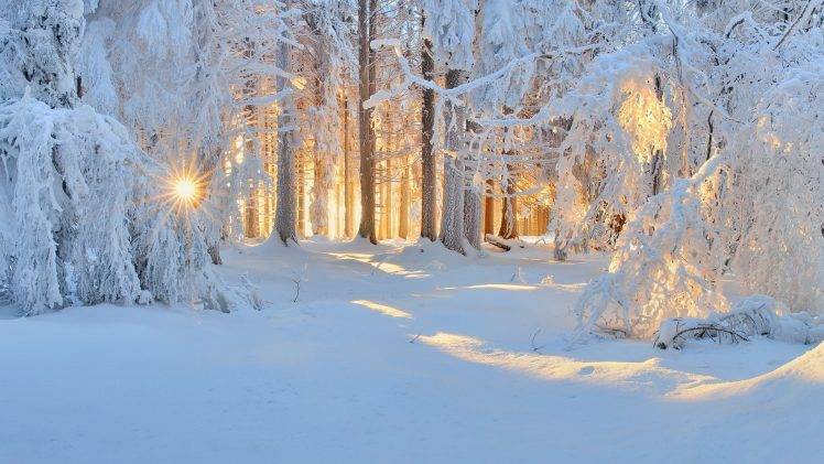 sunrise, Winter, Nature, Forest, Snow, Landscape, Trees, Sun Rays, White, Cold, Sunlight, Frost HD Wallpaper Desktop Background