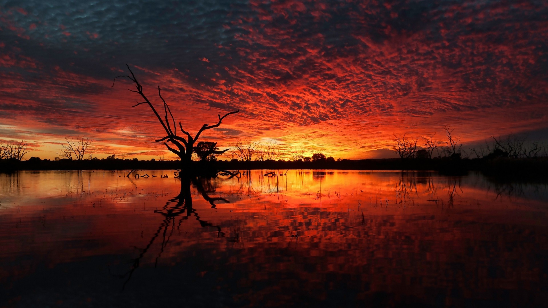 nature, Landscape, Trees, Dead Trees, Plants, Clouds, Water, Sunset, Horizon, Silhouette, Reflection, Branch, Mirrored Wallpaper
