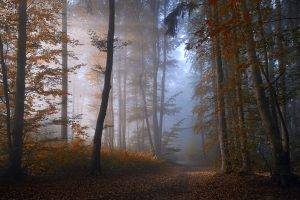 nature, Forest, Landscape, Mist, Path, Leaves, Sunrise, Fall, Shrubs, Trees