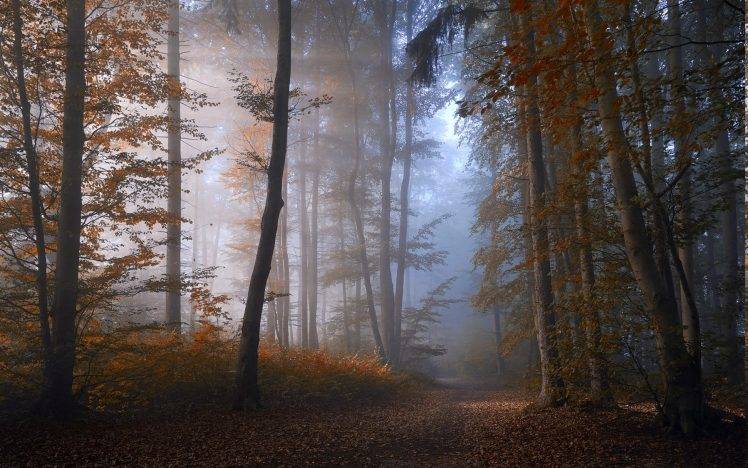 nature, Forest, Landscape, Mist, Path, Leaves, Sunrise, Fall, Shrubs, Trees HD Wallpaper Desktop Background