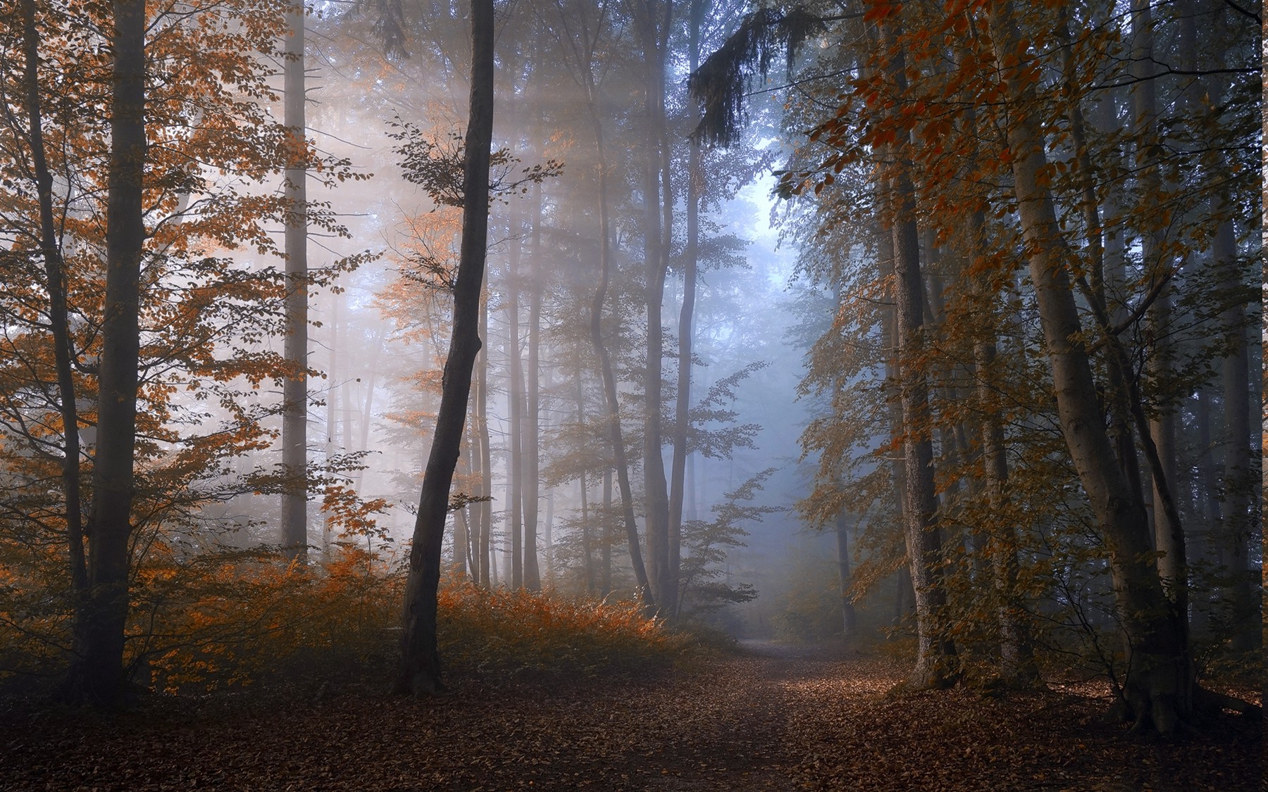 nature, Forest, Landscape, Mist, Path, Leaves, Sunrise, Fall, Shrubs, Trees Wallpaper
